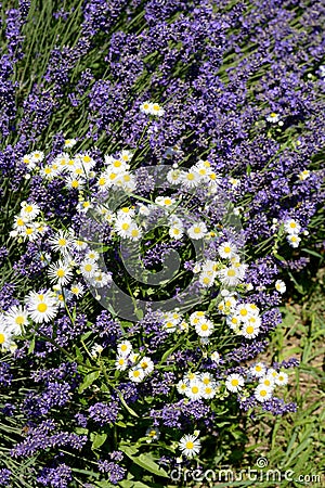 Beautiful puprle lavender rows on a field Stock Photo