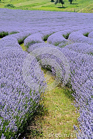 Beautiful puprle lavender rows on a field Stock Photo