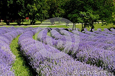 Beautiful puprle lavender rows on a field Stock Photo