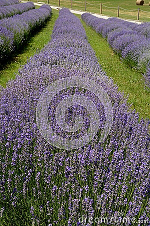 Beautiful puprle lavender rows on a field Stock Photo