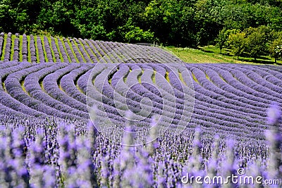 Beautiful puprle lavender rows on a field Stock Photo