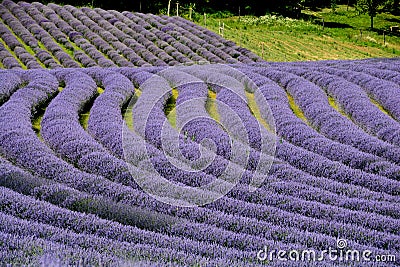 Beautiful puprle lavender rows on a field Stock Photo