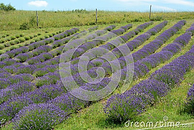 Beautiful puprle lavender rows on a field Stock Photo