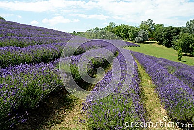 Beautiful puprle lavender rows on a field Stock Photo