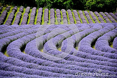 Beautiful puprle lavender rows on a field Stock Photo