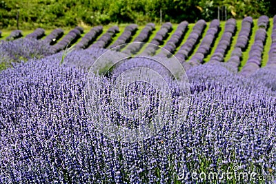 Beautiful puprle lavender rows on a field Stock Photo