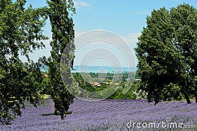 Beautiful puprle lavender rows on a field Stock Photo