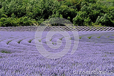 Beautiful puprle lavender rows on a field Stock Photo