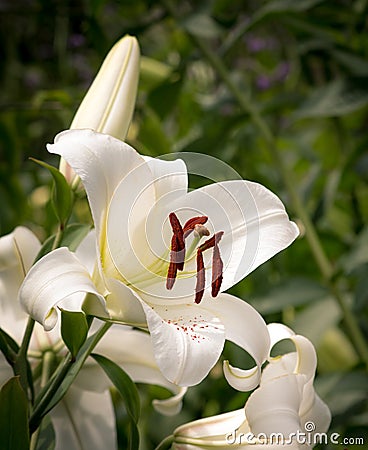 Casa Blanca White Oriental Lily Stock Photo
