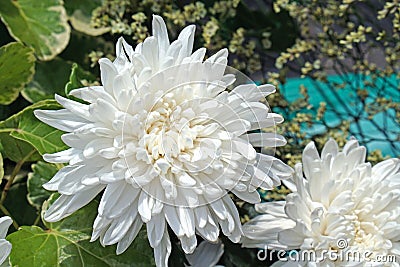 Beautiful pure white chrysanth Stock Photo