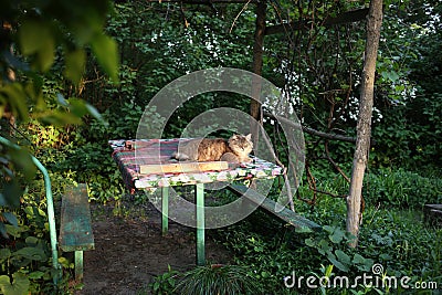 A large, domestic cat lies on a table in the garden near the house in the evening. Stock Photo