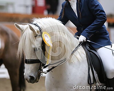 Head shot closeup of a beautiful award winner racehorse Stock Photo