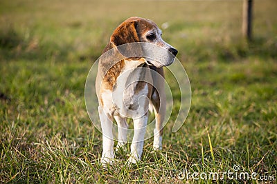 Beautiful purebred smart beagle hunting dog in summer pasture Stock Photo