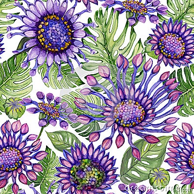Beautiful purple African daisy flowers with green monstera leaves on white background. Seamless bright floral pattern. Cartoon Illustration