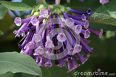 A beautiful purple blooming tree in a garden of Israel Stock Photo