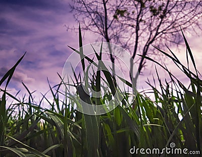 Beautiful purple blurred clouds on a background of green grass and trees Stock Photo