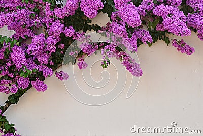 Beautiful purple Bougainvillea flowers Stock Photo