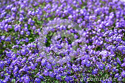 Beautiful Bush Violets in The Field Stock Photo