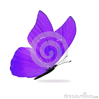 Beautiful Purple Butterfly Stock Photo