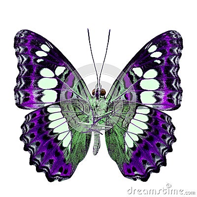 Beautiful purple butterfly, Common Commander (moduza procris) un Stock Photo