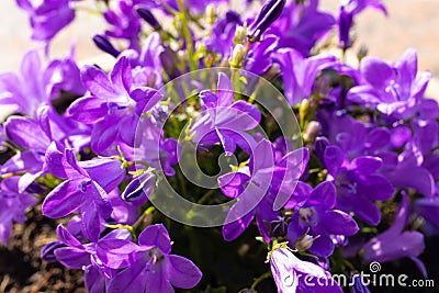 Beautiful purple campanula bellflowers Stock Photo