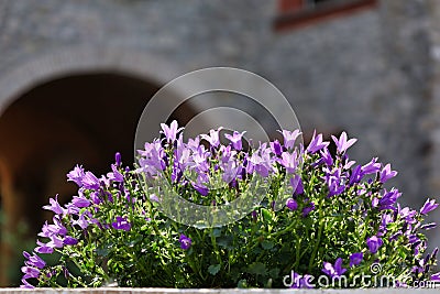 Beautiful campanula poscharskyana in bloom in home garden Stock Photo
