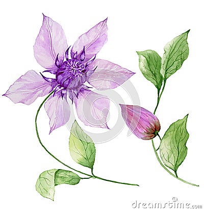 Beautiful purple clematis on a stem. Floral set flower, leaves on climbing twig, boll. Isolated on white background. Cartoon Illustration