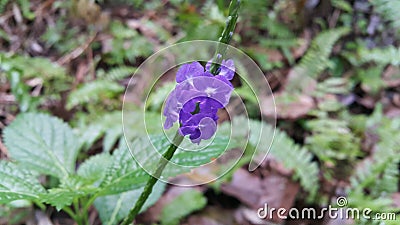 Beautiful purple color flower photo Stock Photo