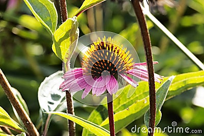 Beautiful coneflower Stock Photo