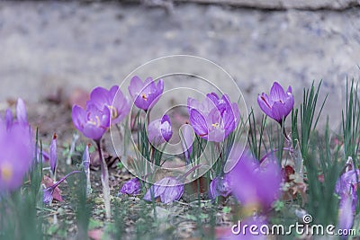 Beautiful purple crocus flower. Violet flowers. Stock Photo
