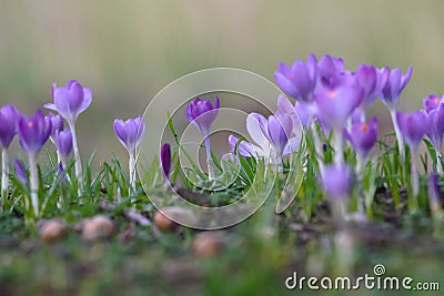 Purple Crocuses in spring Stock Photo