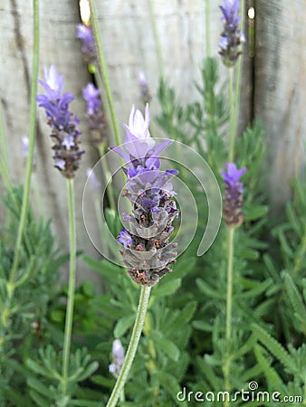 Beautiful purple English lavender blossoms Stock Photo