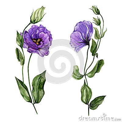 Beautiful purple eustoma flower lisianthus in full bloom on a green stem with leaves and closed buds. Botanical set. Cartoon Illustration