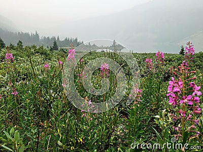 Beautiful purple fireweed high in the Canadian Rockies at a remote campground Stock Photo