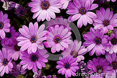 Beautiful purple flower Stock Photo