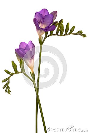 Beautiful purple flower Stock Photo