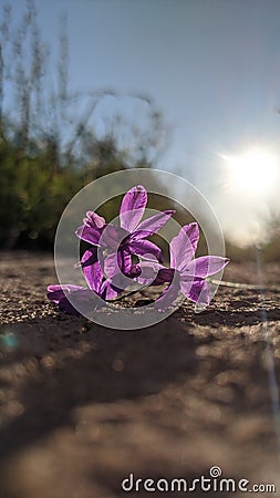 Beautiful purple flower Consolida regalis Stock Photo