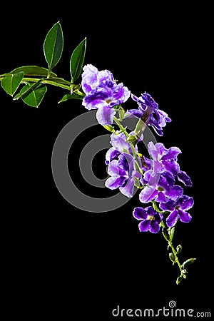 Beautiful purple flower of Golden Dew Drop, Pigeon Berry, Sky Fl Stock Photo