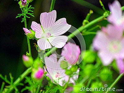 Beautiful purple flower in a meadow Stock Photo