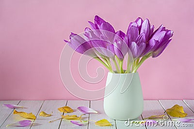 Beautiful purple flowers of autumn crocuses colchicum autumnal in a vase on a pink background Stock Photo