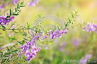 Beautiful of purple flowers in the garden Stock Photo