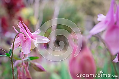 Beautiful purple flowers in garden Stock Photo