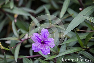 Beautiful purple flowers Ruellia siamensis J.B. Imlay or Hygrophila erecta Burm.f. Hochr, Ruellia Tuberosa Linn or Waterkanon, Stock Photo