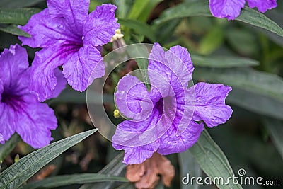 Beautiful purple flowers Ruellia siamensis J.B. Imlay or Hygrophila erecta Burm.f. Hochr, Ruellia Tuberosa Linn or Waterkanon, Stock Photo