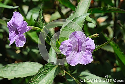 Beautiful purple flowers of ruellia tuberosa on the streets of Buenos Aires Stock Photo