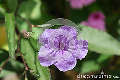 Beautiful purple flowers of ruellia tuberosa on the streets of Buenos Aires Stock Photo