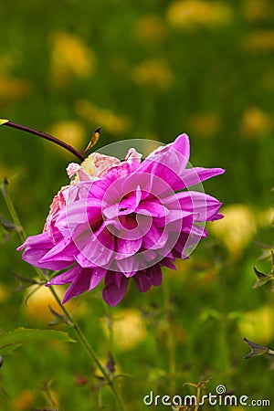 Beautiful purple Dahli flower Stock Photo