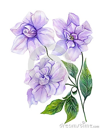 Beautiful purple gardenia flower on a twig with green leaves. Tropical flower isolated on white background. Watercolor painting Cartoon Illustration