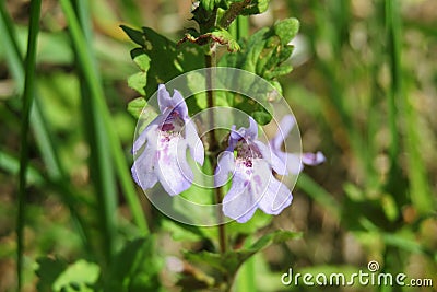 Wild glechoma flowers in the meadow, closeup Stock Photo