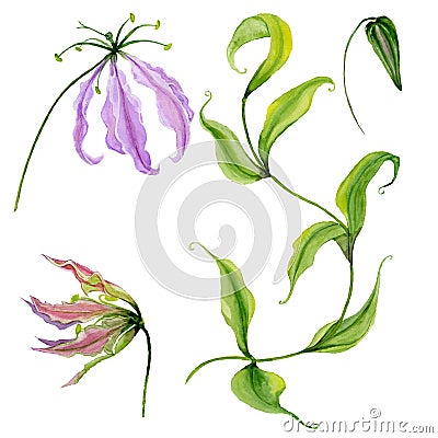 Beautiful purple gloriosa flower flame lily on a stem. Floral set flowers, leaves on climbing twig, bud. Cartoon Illustration